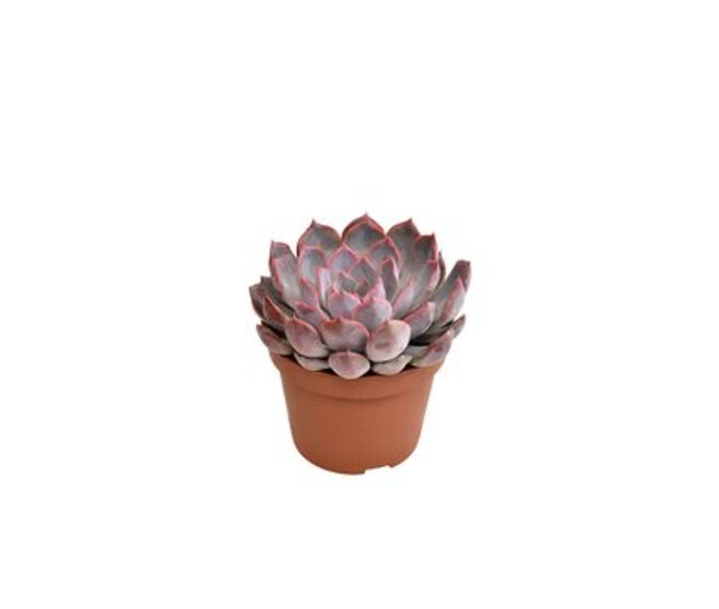 ECHEVERIA SUMMER