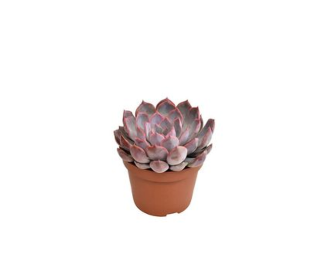 ECHEVERIA SUMMER