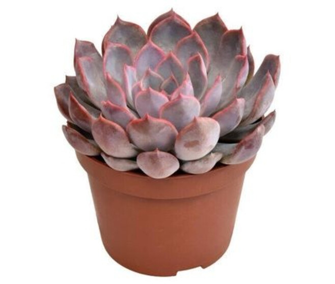 ECHEVERIA SUMMER