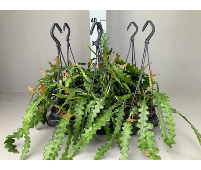 EPIPHYLLUM ANGULIGER