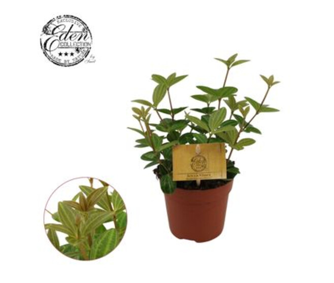 PEPEROMIA ANGULATA ROCCA