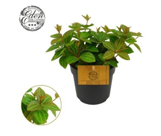 PEPEROMIA ANGULATA ROCCA