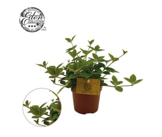 PEPEROMIA ANGULATA ROCCA