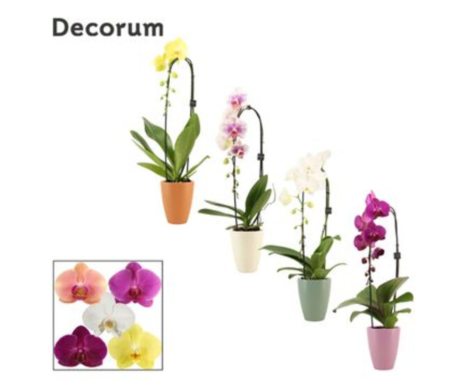 PHALAENOPSIS 1BR CASCADE CERAM