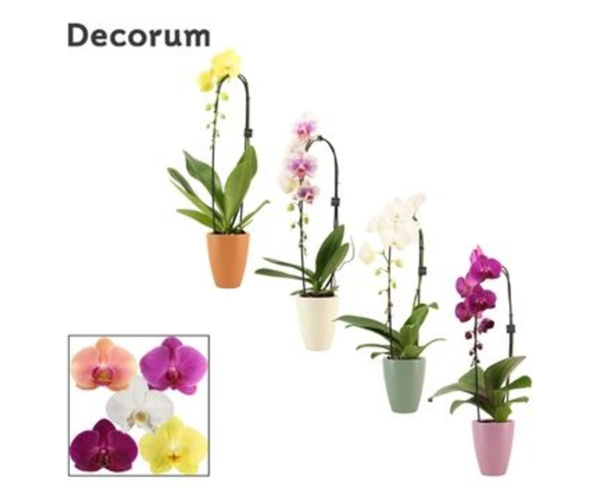 PHALAENOPSIS 1BR CASCADE CERAM