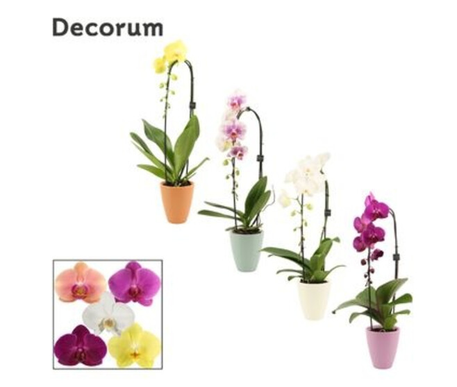PHALAENOPSIS 1BR CASCADE CERAM