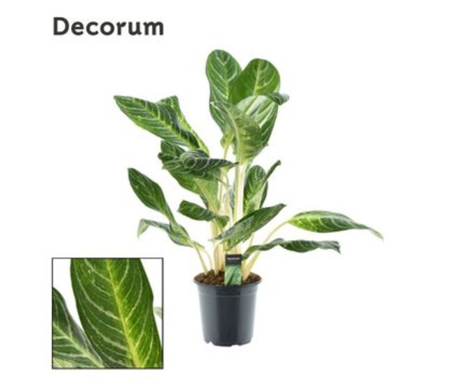 AGLAONEMA