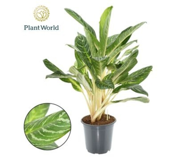 AGLAONEMA