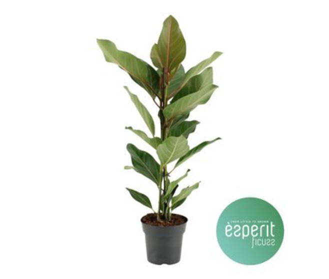 FICUS JOY