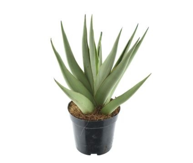 SANSEVIERIA VARIES