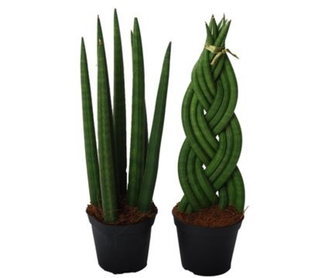 SANSEVIERIA CYLINDRICA