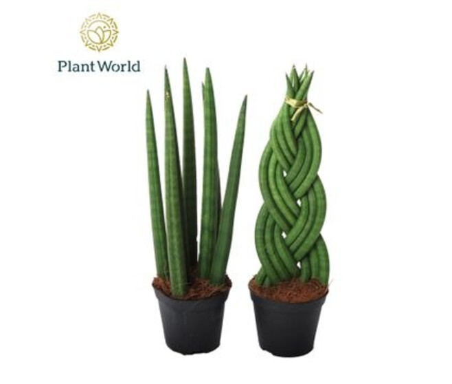 SANSEVIERIA CYLINDRICA
