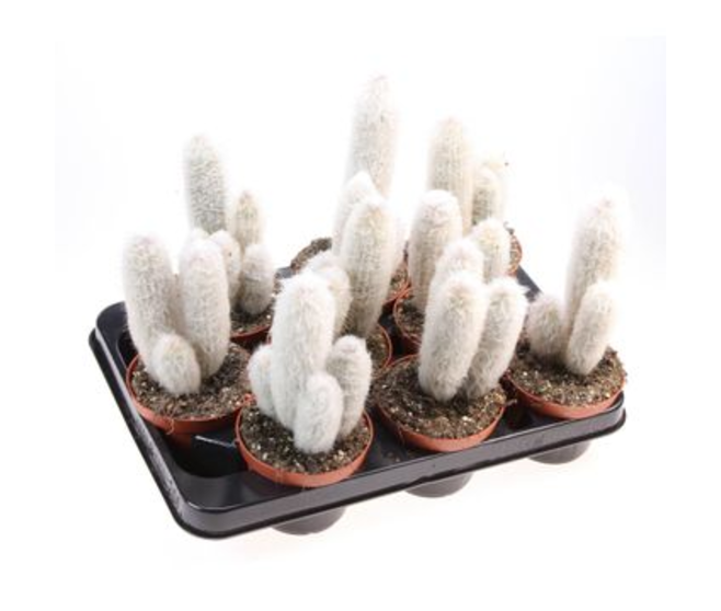 CACTUS AUSTROCEPHALOCE