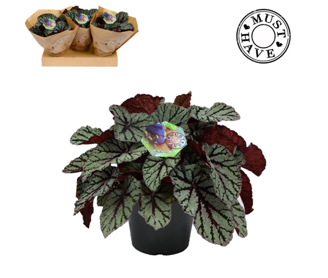 BEGONIA REX MAGIC COLOURS FEDOR