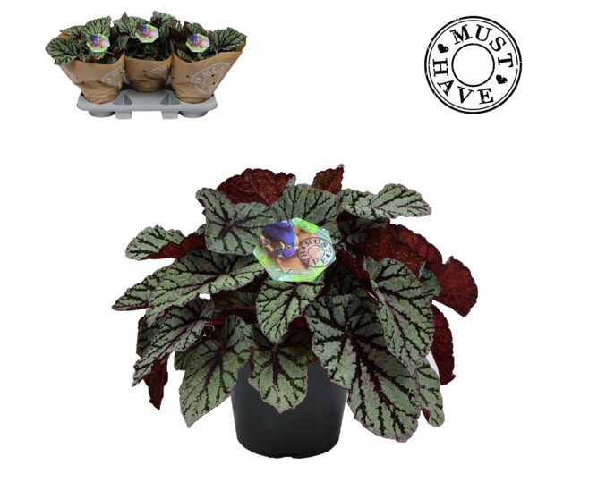 BEGONIA REX MAGIC COLOURS FEDOR
