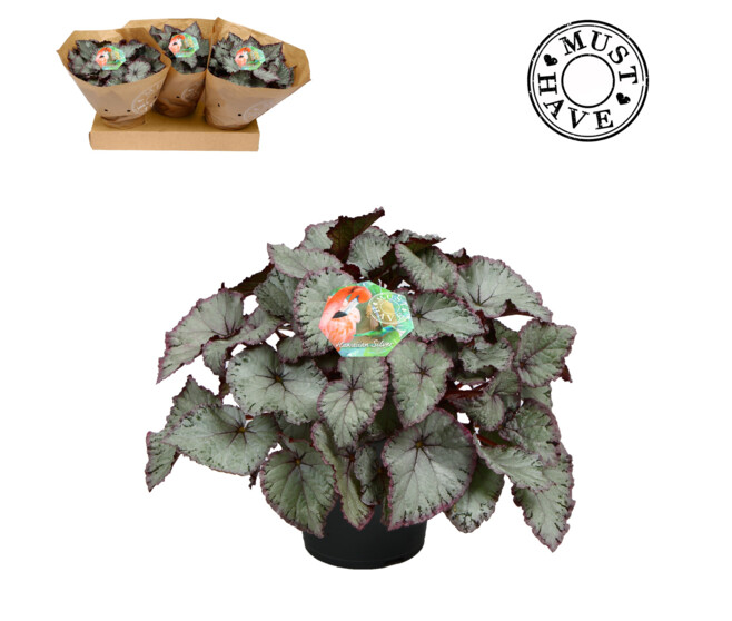 BEGONIA HAWAIIAN SILVER