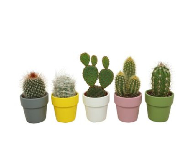 CACTUS VARIE CERAM