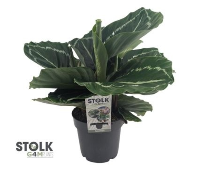 CALATHEA VARIES