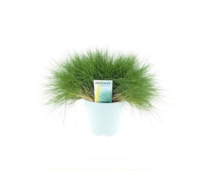 FESTUCA GAUTIERI AMIGREEN
