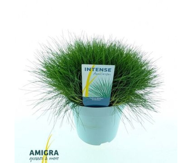 FESTUCA GAUTIERI AMIGREEN