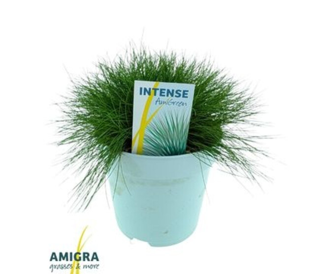 FESTUCA GAUTIERI AMIGREEN