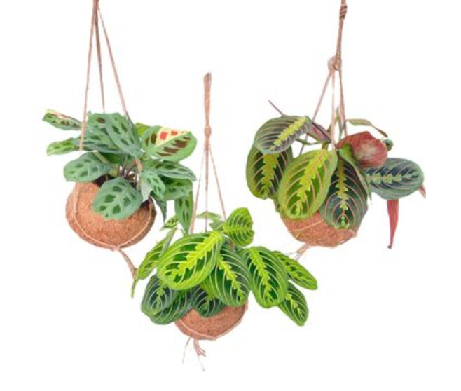 MARANTA SUSP