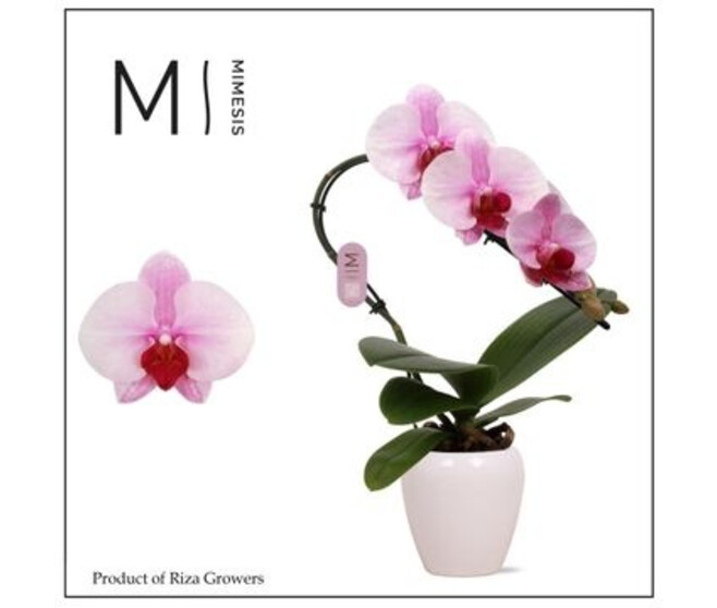 PHALAENOPSIS 1BR SWAN BLUSH CERAM