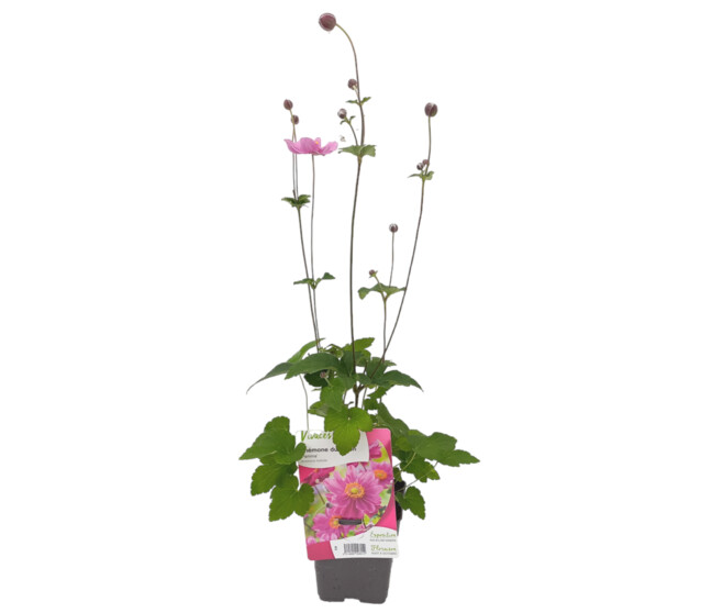 ANEMONE PAMINA