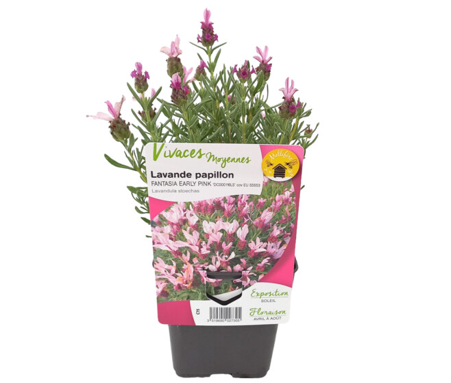 LAVANDE STOECHAS EARLY PINK