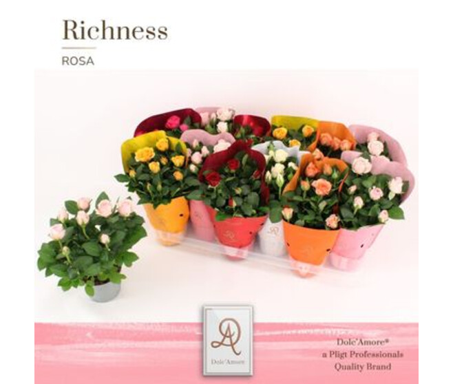 ROSIER AMOROSA