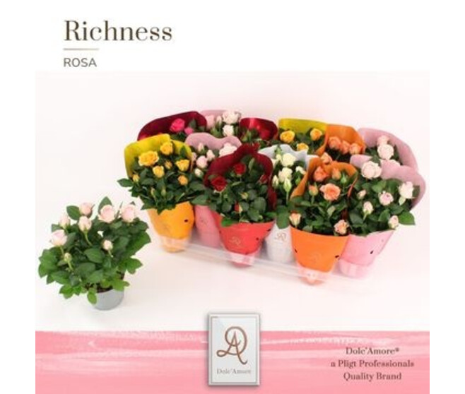 ROSIER AMOROSA