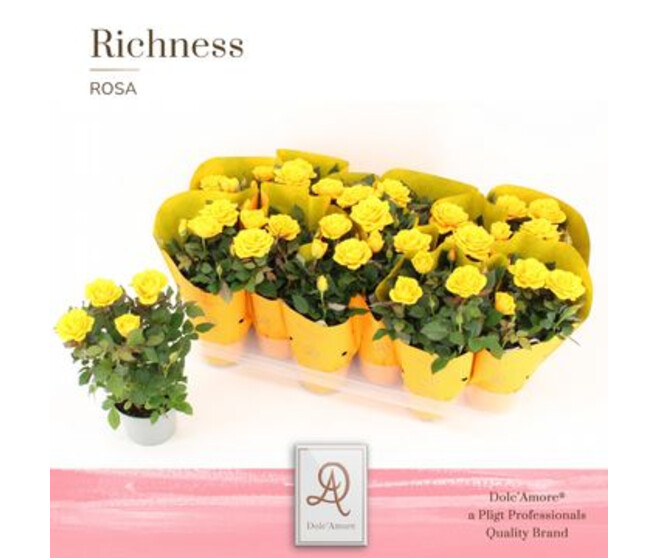 ROSIER AMORE JAUNE