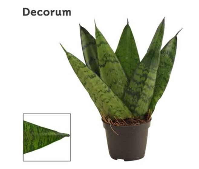 SANSEVIERIA ZEYLANICA