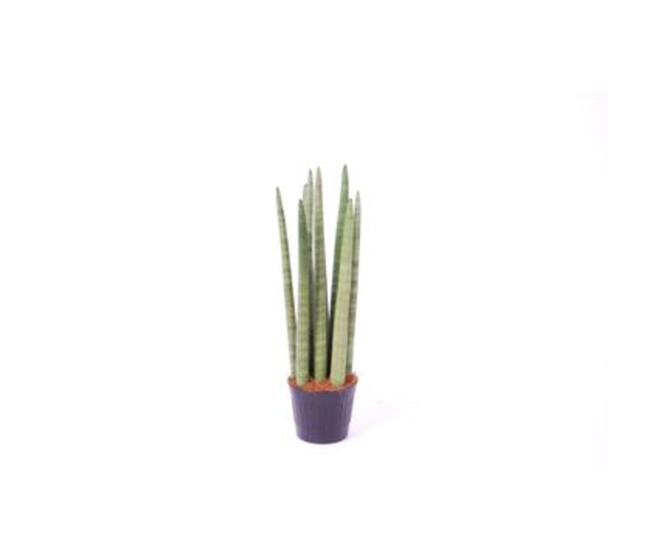 SANSEVIERIA CYLINDRICA