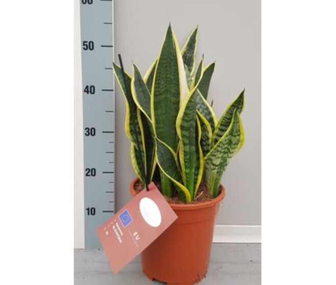 SANSEVIERIA LAURENTII