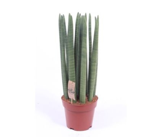 SANSEVIERIA CYLINDRICA