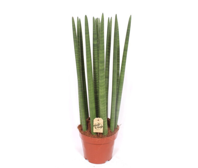 SANSEVIERIA CYLINDRICA