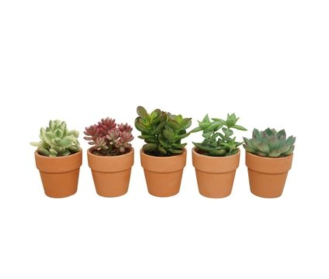SUCCULENTE P TERRE