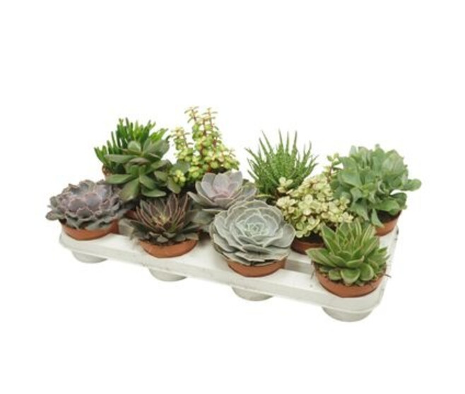 SUCCULENTE VARIEE