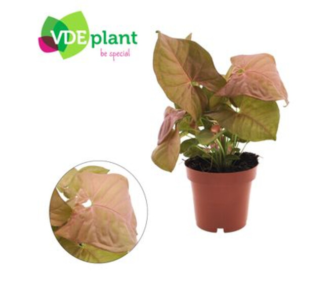 SYNGONIUM NEON