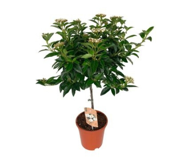 VIBURNUM TINUS