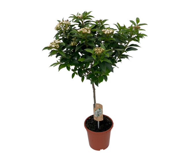 VIBURNUM TINUS