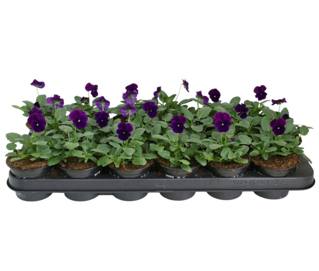 PENSEE CORNUTA CARMINE