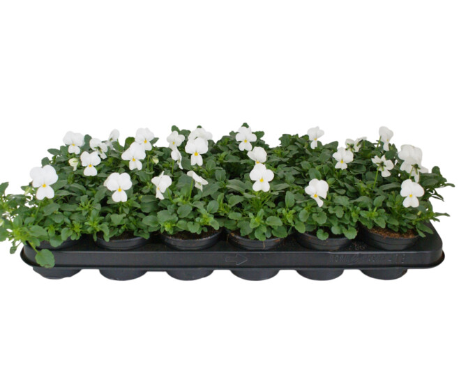 PENSEE CORNUTA BLANCHE