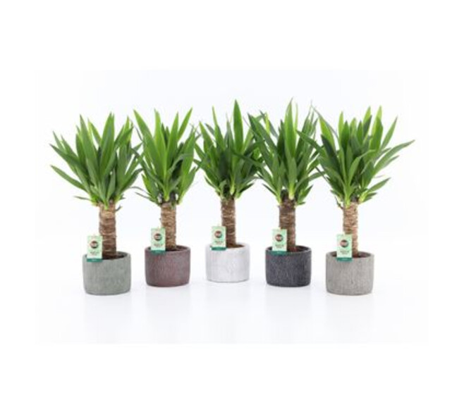 YUCCA CERAM