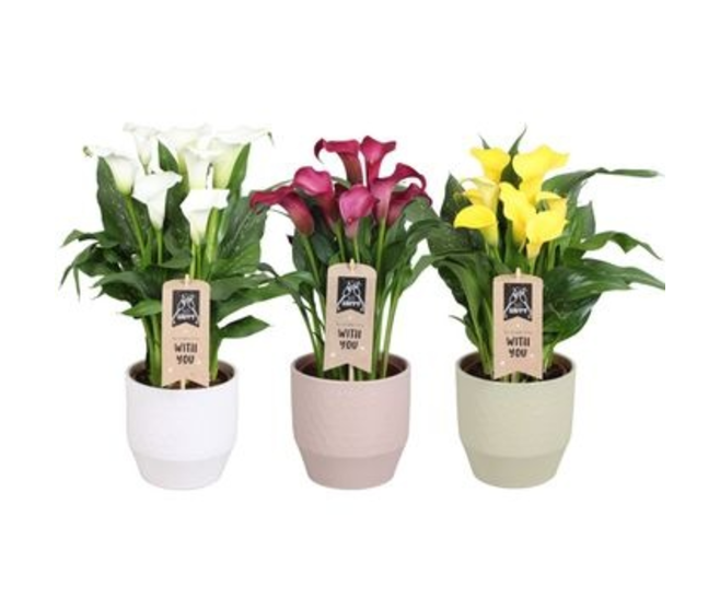 ARUM VARIE CERAM