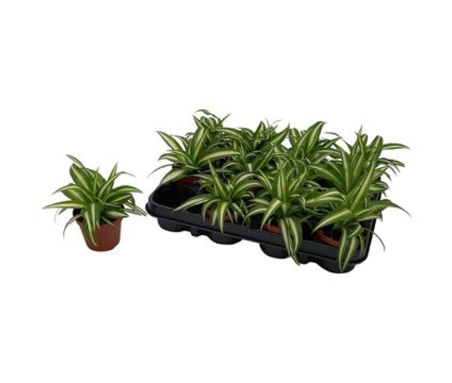 CHLOROPHYTUM COMOSUM