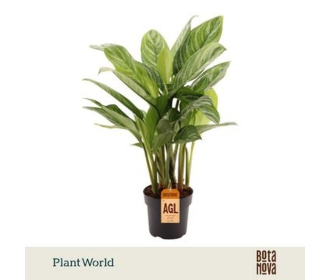 AGLAONEMA STRIPES