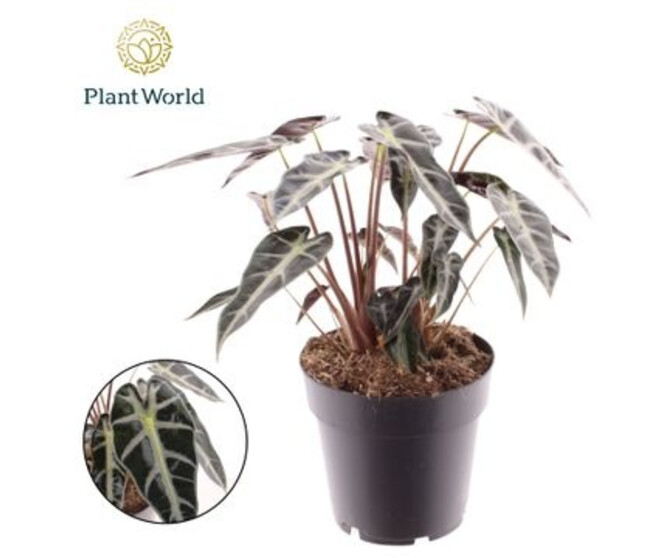 ALOCASIA ARROW