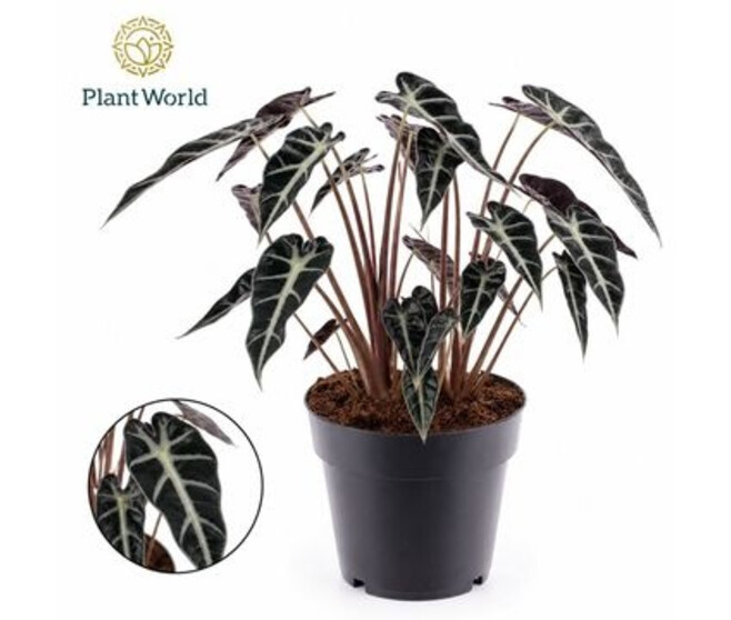 ALOCASIA ARROW